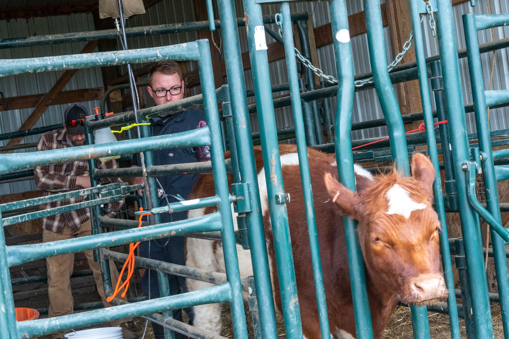 20220507_CowTransplant_EW_0016_BB.jpg :